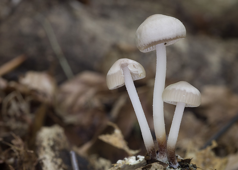 Marasmius wynnae